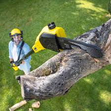 Best Tree Mulching Services  in Morrisville, VT